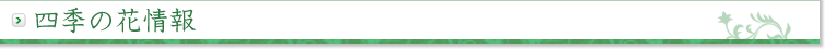 四季の花情報